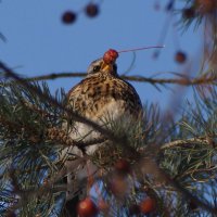 Модель :: kolyeretka 