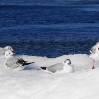 Дремлющие чайки на снегу :: Маргарита Батырева