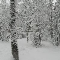 Зимний лес! :: Aleksandr 