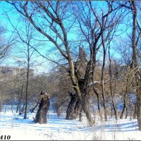 В зимнем парке :: Нина Бутко