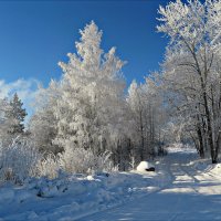 Морозный день :: Leonid Rutov