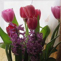 Мартовские тюльпаны. :: Валюша Черкасова