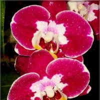 Орхидеи в Аптекарском огороде :: Galina Belugina