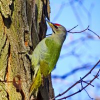 Седо́й, седой зелёный дя́тел, или седоголовый дятел (лат. Picus canus) :: vodonos241 