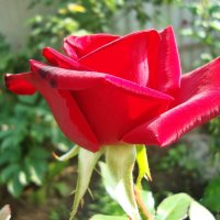 Роза любви :: Лидия (naum.lidiya)