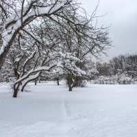 Старый сад. :: Владимир Безбородов