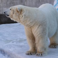 Белый медведь :: Владимир Шадрин