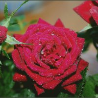 Розы :: Лариса Лорейн