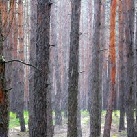 Дождик, дождик, веселей. Капай, капай, не жалей! :: Валентина ツ ღ✿ღ