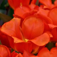 Ах тюльпаны, алые цветы :: - Derjavin -