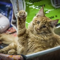 Выставка кошек "Кэт-Салон-Март" в Сокольниках 17.03.2018 :: Игорь Герман