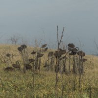 Подсолнухи :: Алексей Руднев