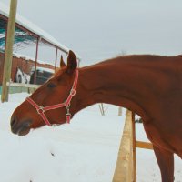 Рыжая лошадь :: Юлия Ошуркова