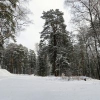 Могучая сосна :: Милешкин Владимир Алексеевич 