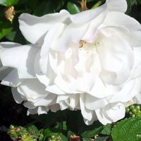 Розы белые. :: Валерьян Запорожченко