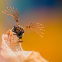 Fan-bearing Wood-borer portrait. :: ian 35AWARDS