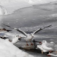 Чайки на замёрзшем море :: Маргарита Батырева