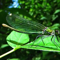 Самка.Красотка блестящая (лат. Calopteryx splendens) :: vodonos241 