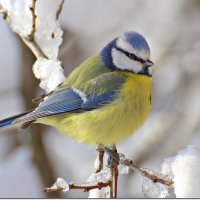 Лазоревка :: Вячеслав Минаев