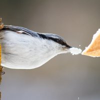 Голод не тетка... хоть хлебца кусок... :: Константин _М