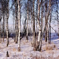 Мартовский день. :: Елена Третьякова