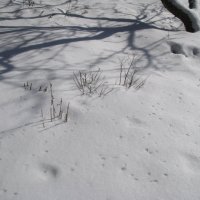 Рисунки на снегу. :: ТАТЬЯНА (tatik)