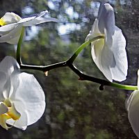 Мир орхидей :: Nikolay Monahov