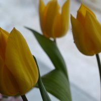 ,,Жёлтые тюльпаны любви,, :: zoja 