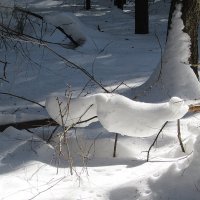 Снежный воротник... :: Валюша Черкасова
