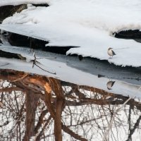 Оляпка. "На краю зимы" :: Татьяна Золотых