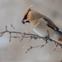 Последнее яблочко. :: Виктор Иванович Чернюк