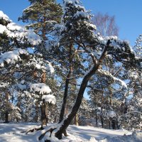 Зимнее утро :: Николай Танаев