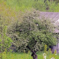 Весна :: Роман Савоцкий