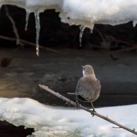 Последние сосульки :: Татьяна Золотых