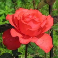 Красная роза - эмблема любви :: Дмитрий Никитин