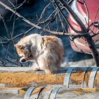 Рыжий кот пережил зиму... :: Виктор Садырин