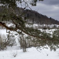 На берегах реки Мста. :: Ольга Лиманская