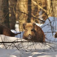 Кабаны :: Сергей Лычагин