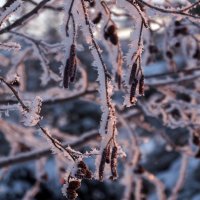 Сережки ольховые в сахаре :: Сергей Целищев