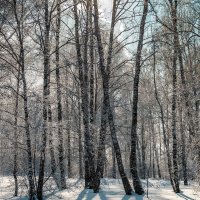 Зимний лес :: Владимир Деньгуб