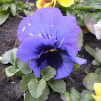 Viola tricolor 9 :: Андрей Lactarius