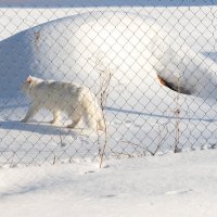 Берлога котика! :: Светлана Крюкова