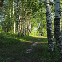 Прогулка по лесу. :: Андрей Дурапов