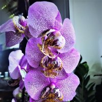 Орхидея :: Алла ZALLA