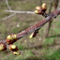 Вишнёвые почки :: Нина Корешкова