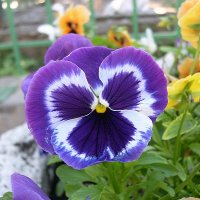 Viola tricolor 30 :: Андрей Lactarius