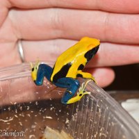 Dendrobates tinctorius Matecho*Citronella :: Екатерина Яковлева