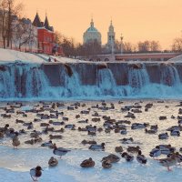 Зимовка птиц на Орлике :: Александр Бойченко
