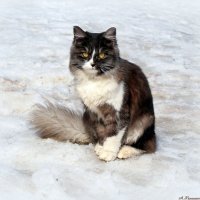 Апрельский котэ..:) :: Андрей Заломленков