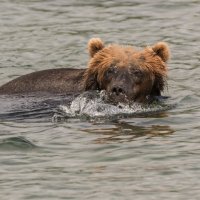Медведь на рыбалке. :: Валерий Давыдов